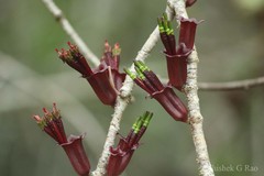 Tolypanthus lagenifer